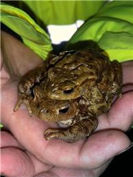 The Remarkable Journey of Toads: Returning Home to St. Mary Bourne Lake