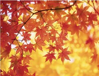 Melling Leaflet Autumn 2025 Edition