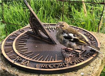 Battle In Bloom 2021