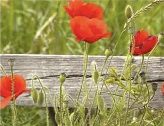 2021 Remembrance Service