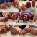 Christmas robins created in successful felting workshop