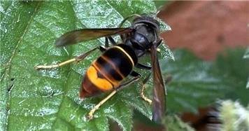 Asian Hornet monitoring traps for farmers and landowners