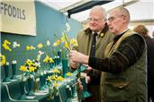 The Daffodil Show