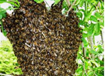  - Honey Bee Swarm Collection