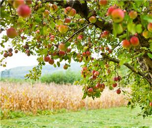 Grants available for communities to grow orchards