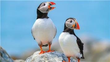 Email alerts re the website