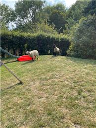 Criminal Damage to Boundary Fences