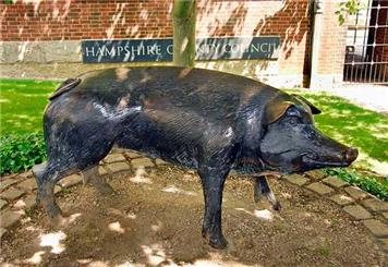 Local Government Reorganisation in Hampshire and the Solent area - Government consultation now live