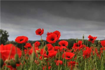 ARMISTICE SERVICE MONDAY 11 NOVEMBER