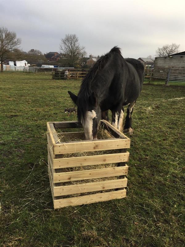 horse hay feeder/forage box, alfreton : local news - hugofox